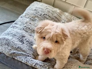 Shar Pei dogs ✨🐾 Cream Bear Coat Shar Pei Girl Available 🐾✨ - Advert 16