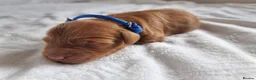 Cockapoo dogs for sale: F1 Cockapoo puppies fully DNA tested parents  - Advert 15