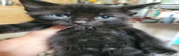 Mixed Breed cats for sale: Kitten 4 - Advert 3