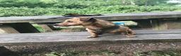 Jack Russell dogs for sale: Jack Russell pups - Advert 11