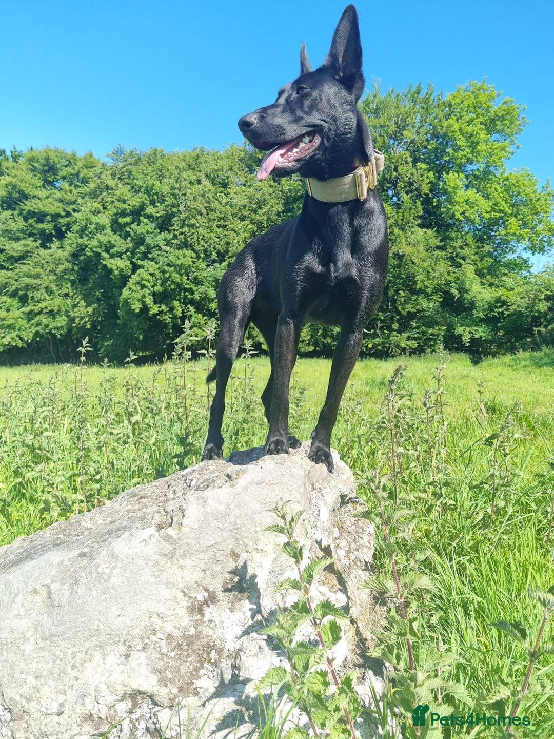 Belgian Shepherd Dog dogs for sale: Malinois Pups. Intentionally Bred as family dogs - Advert 23