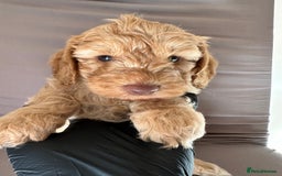 Cockapoo dogs for sale: Adorable Pappy Bread Cockapoo Puppies F2 - Image 19