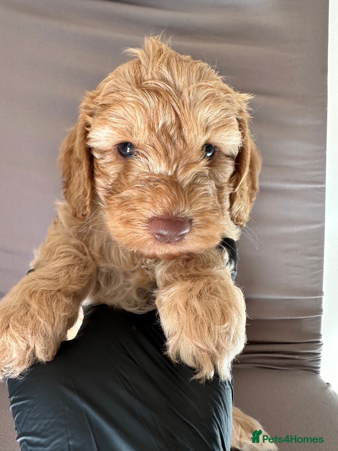 Cockapoo dogs for sale: Adorable Pappy Bread Cockapoo Puppies F2 - Image 19