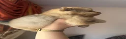 Pomeranian dogs for sale: Small pedigree puppies - Advert 13