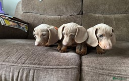 Dachshund dogs for sale: Miniature Dachshund Puppies for sale  - Image 5