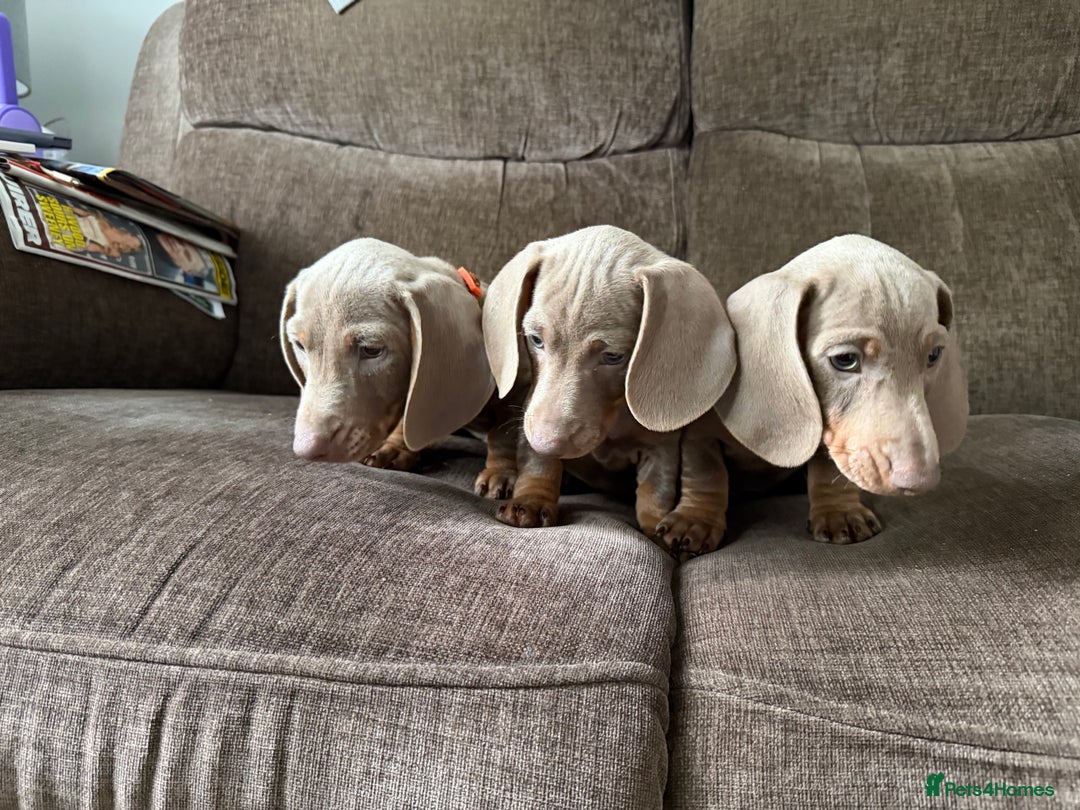 Dachshund dogs for sale: Miniature Dachshund Puppies for sale  - Image 5
