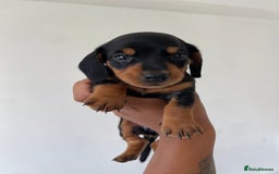 Miniature Dachshund dogs for sale: Miniature Dachshund Puppies  - Image 6