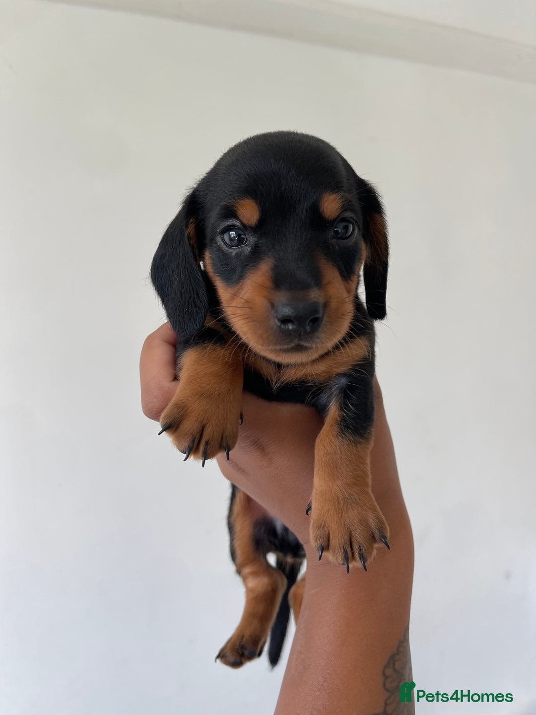 Miniature Dachshund dogs for sale: Miniature Dachshund Puppies  - Image 6