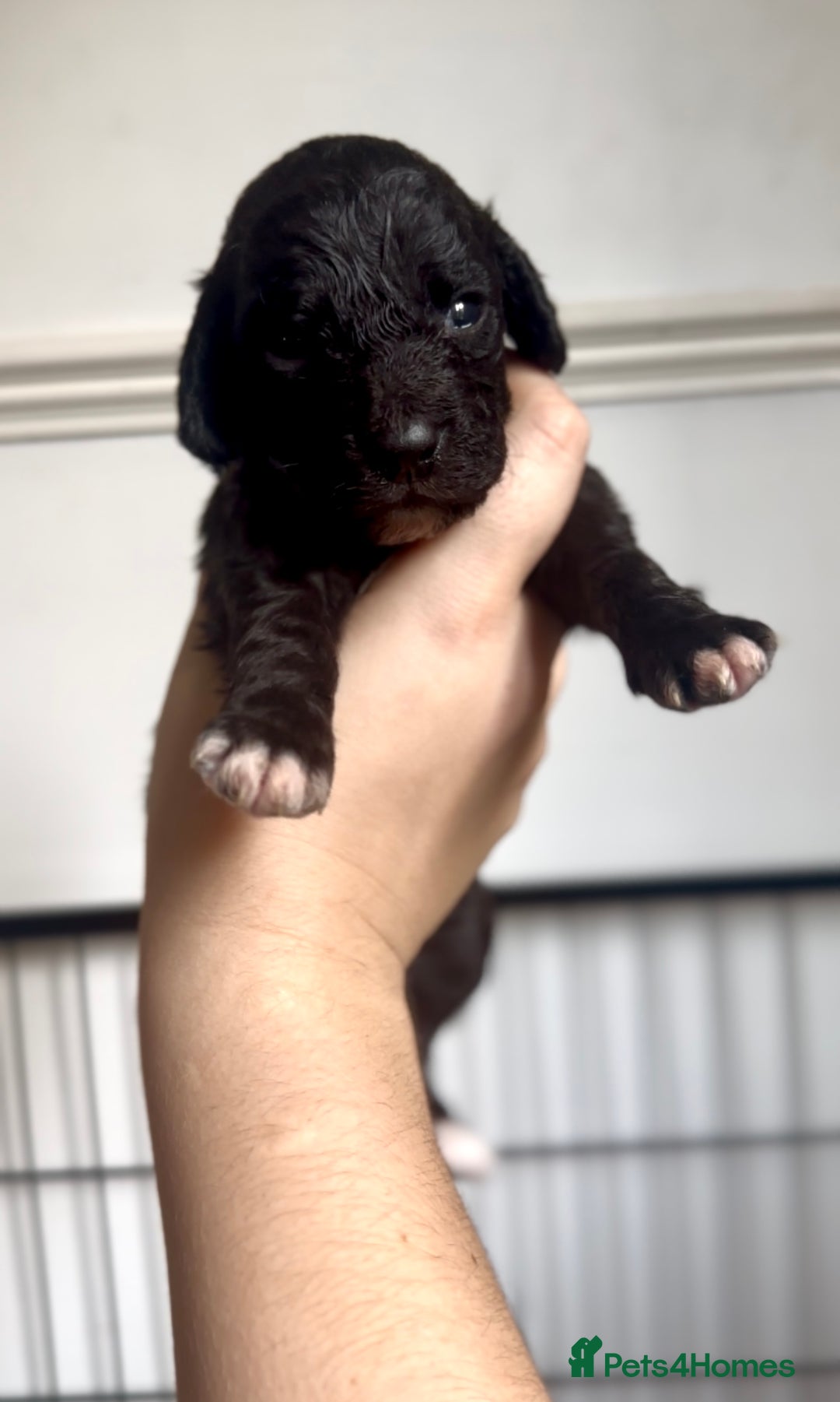 Cockapoo dogs for sale: 3 remaining Cockapoos looking for homes - Advert 6