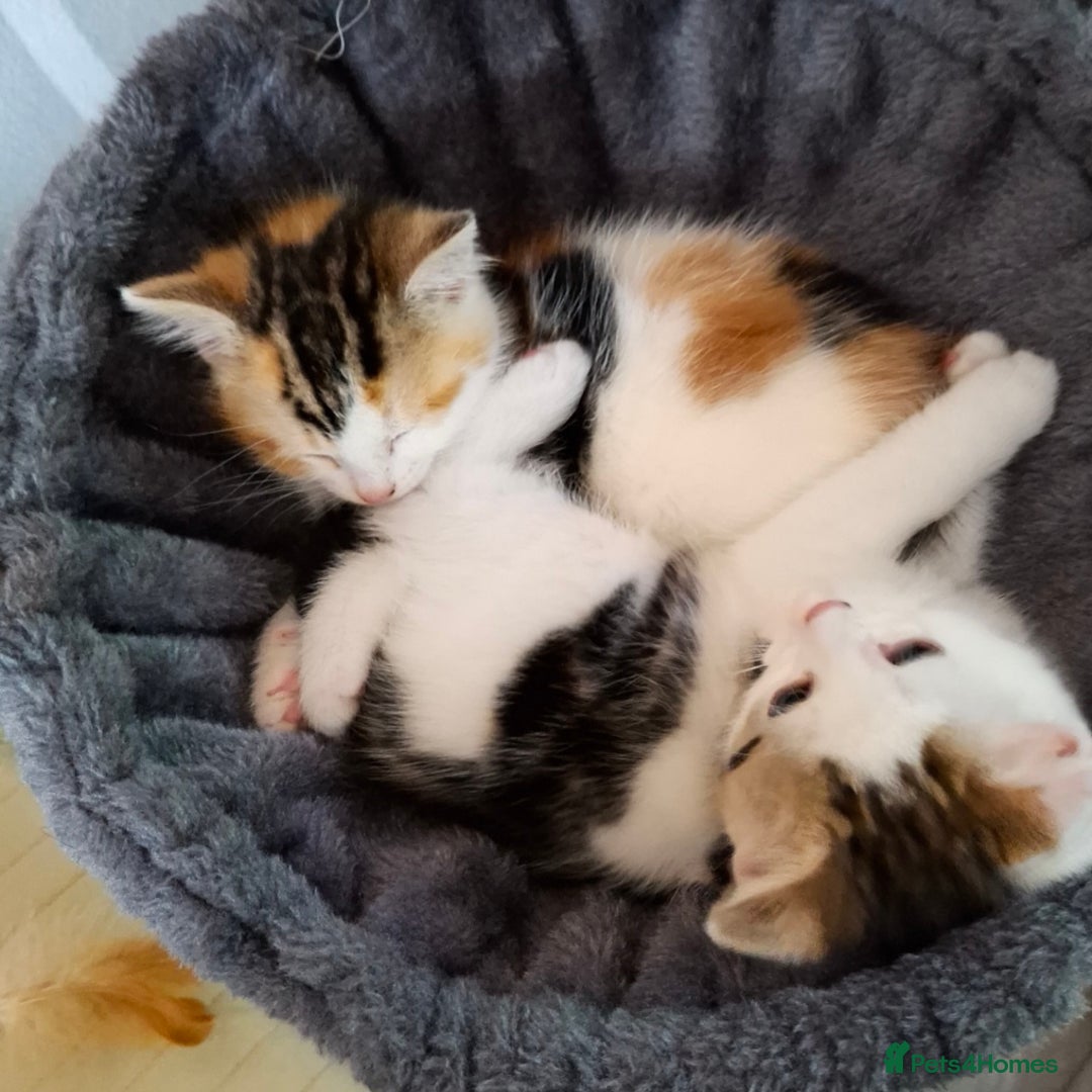 Mixed Breed cats for sale: 3 Adorable Fluffy Kittens - Image 26