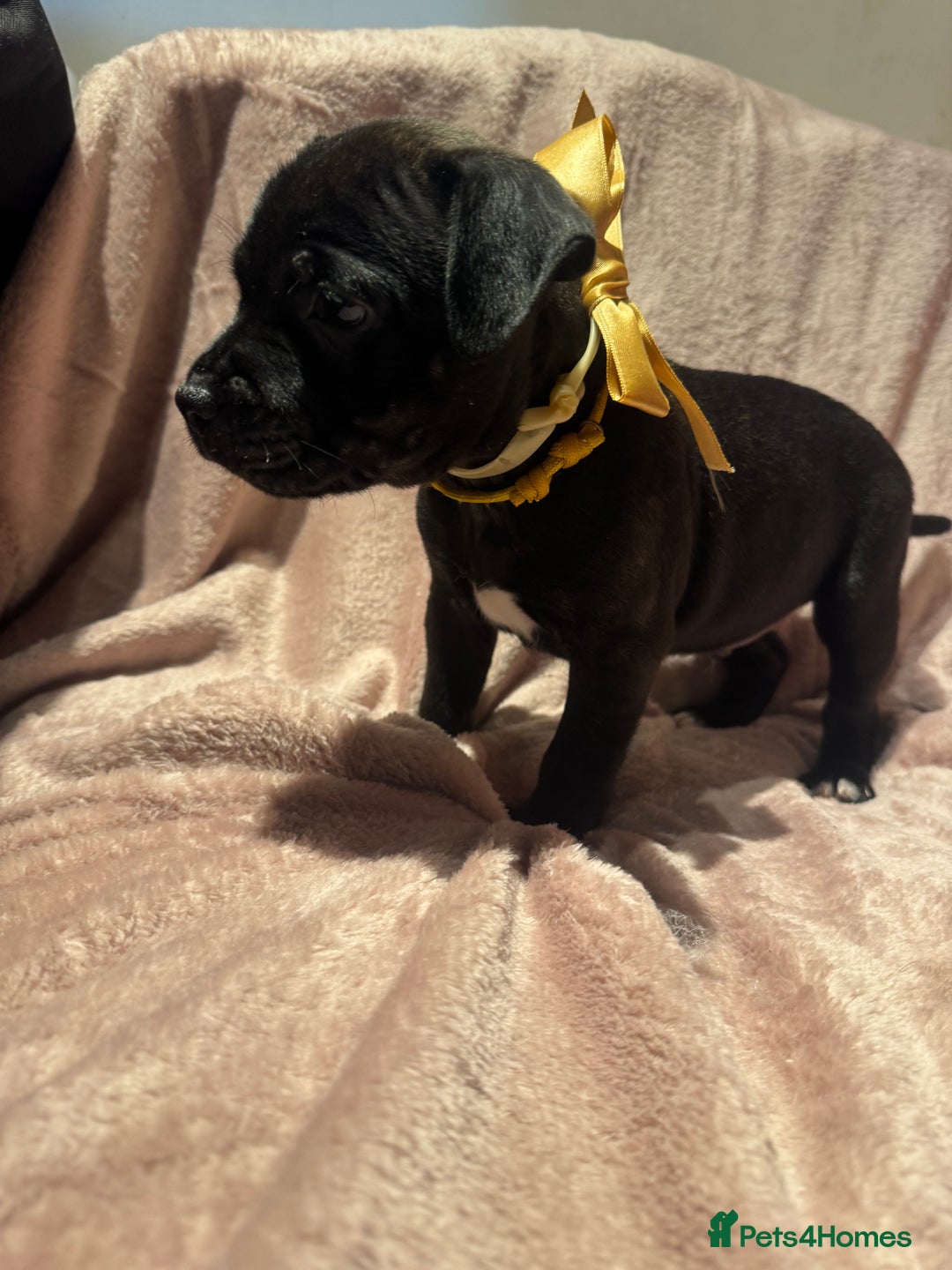 Staffordshire Bull Terrier dogs for sale: KC reg. Staffordshire bull terrier puppies - Advert 9