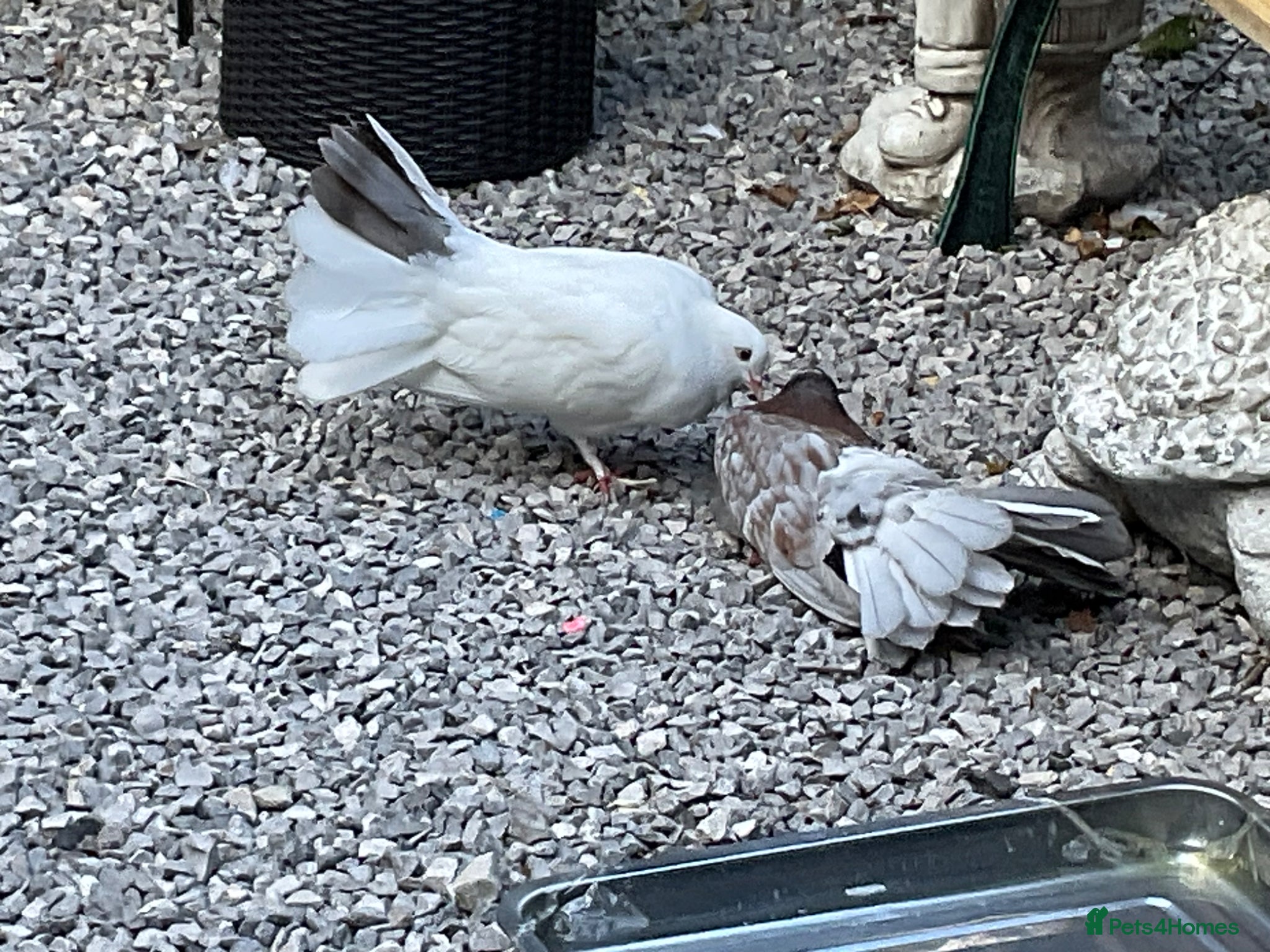 Pigeons birds Garden fantails  - Advert 13