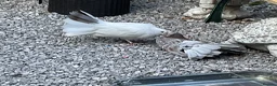 Pigeons birds for sale: Garden fantails  in Runcorn - Advert 1