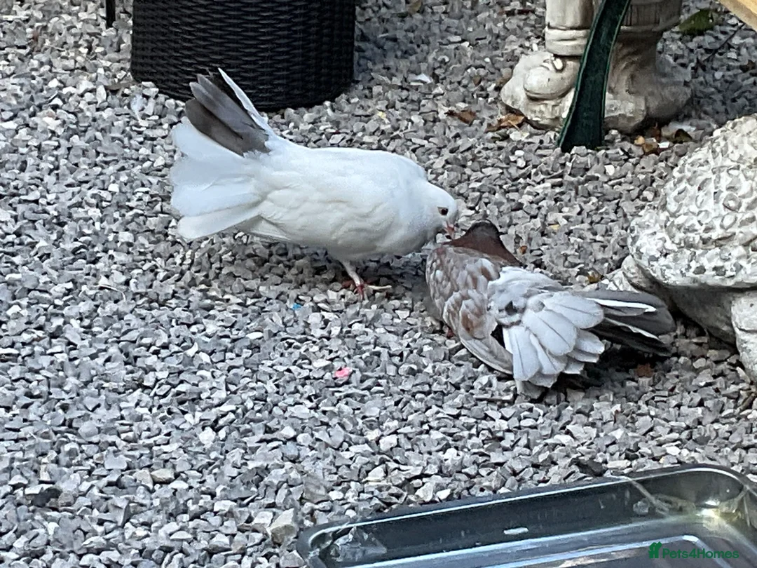 Pigeons birds for sale: Garden fantails  in Runcorn - Advert 1