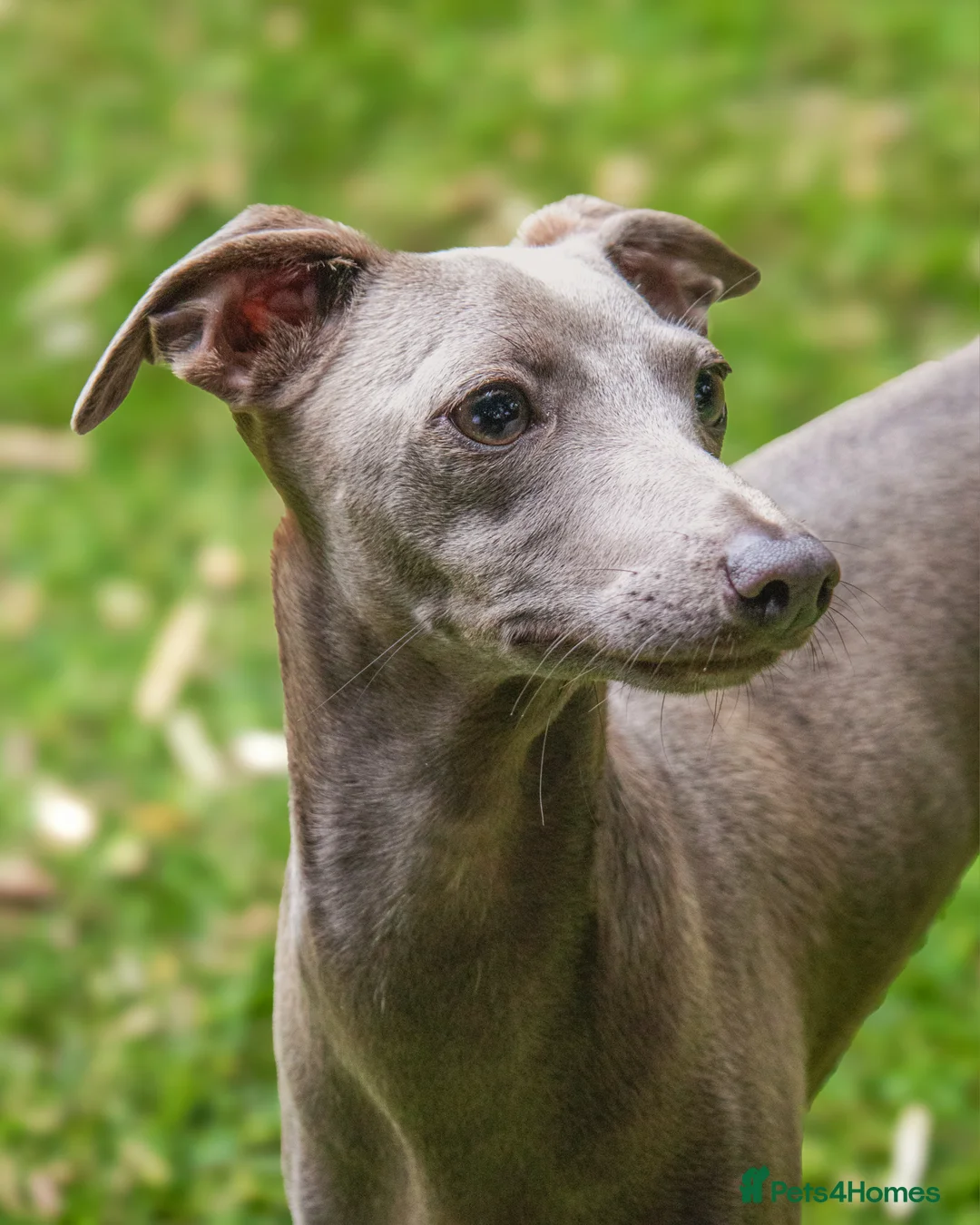 Italian Greyhound dogs for stud: Italian greyhound in Airdrie - Advert 2