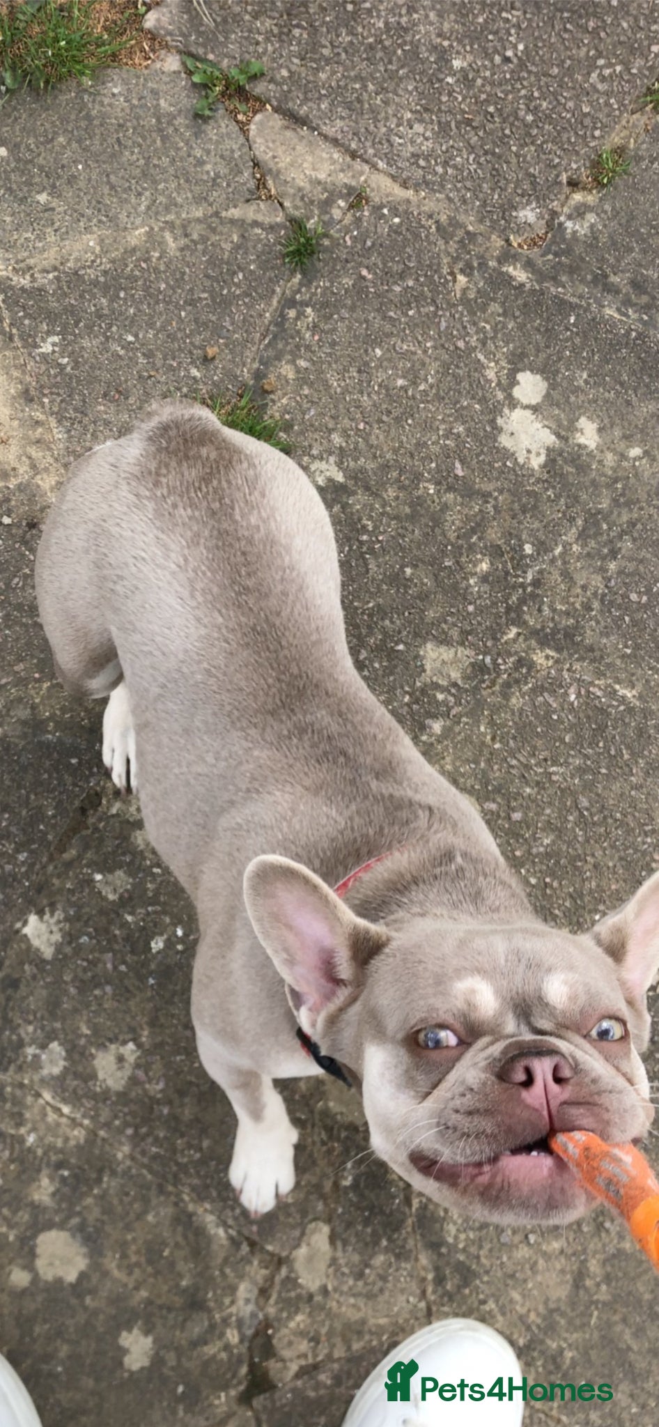 French Bulldog dogs French bulldog  - Advert 3