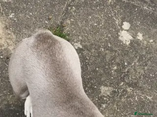 French Bulldog dogs French bulldog - Advert 3