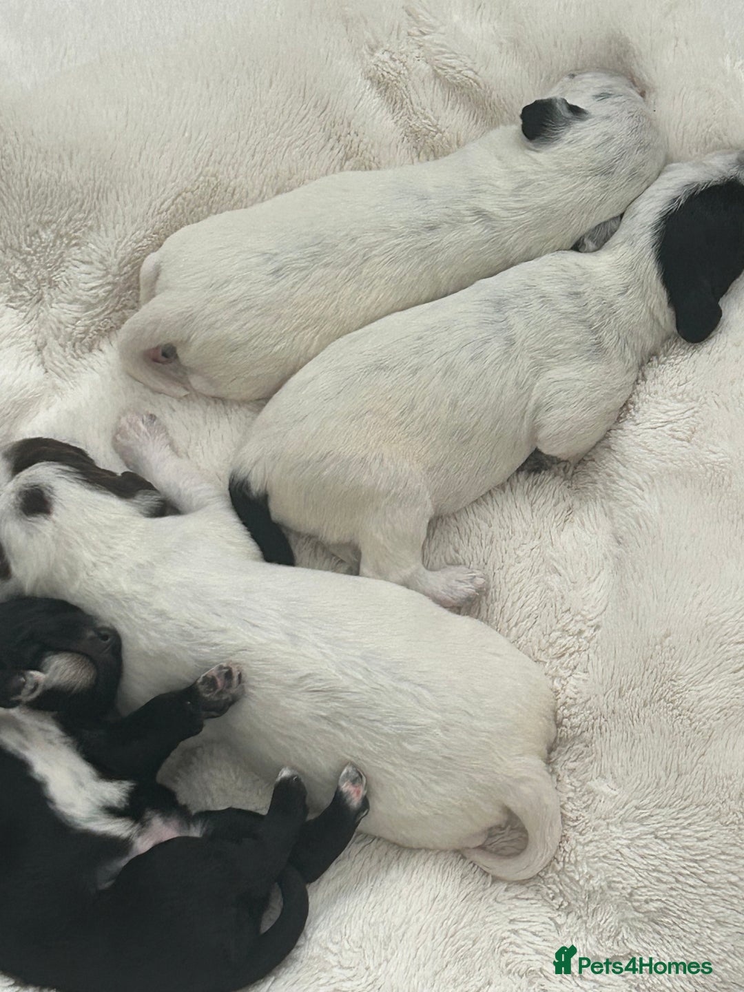 Mixed Breed dogs for sale: Rare Dalmadoodles - Image 16