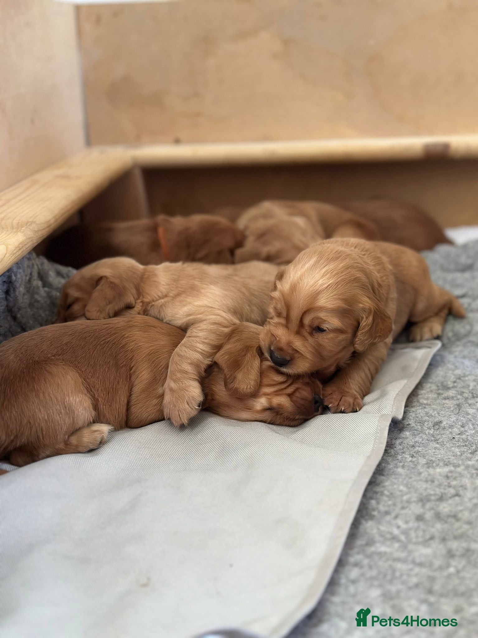 Cocker Spaniel dogs Red/golden working cocker spaniel puppies - Advert 2