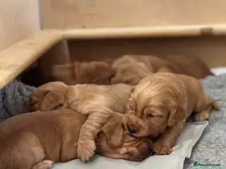 Cocker Spaniel dogs Red/golden working cocker spaniel puppies - Advert 2