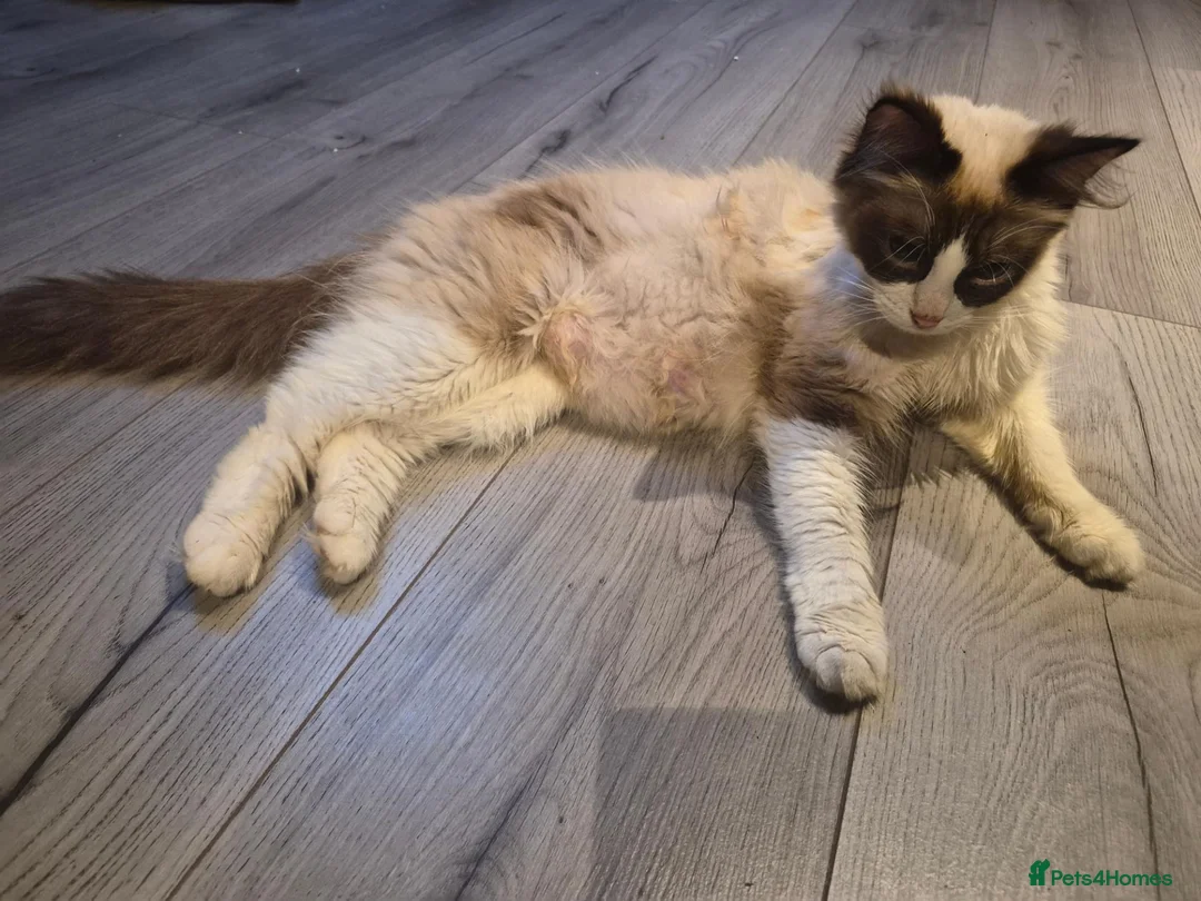 Ragdoll cats for sale: Very friendly ragdoll kittens - Advert 2