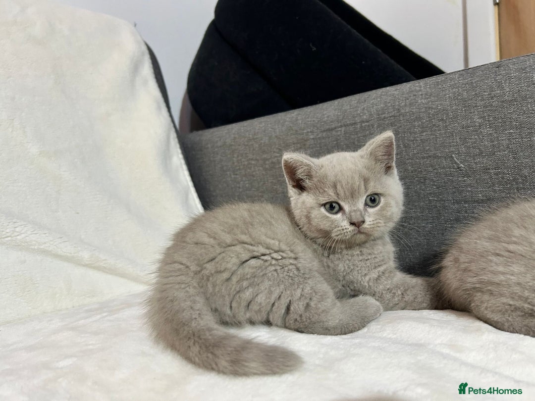 British Shorthair cats for sale: Stunning British Shorthair Lilac are available  - Advert 14