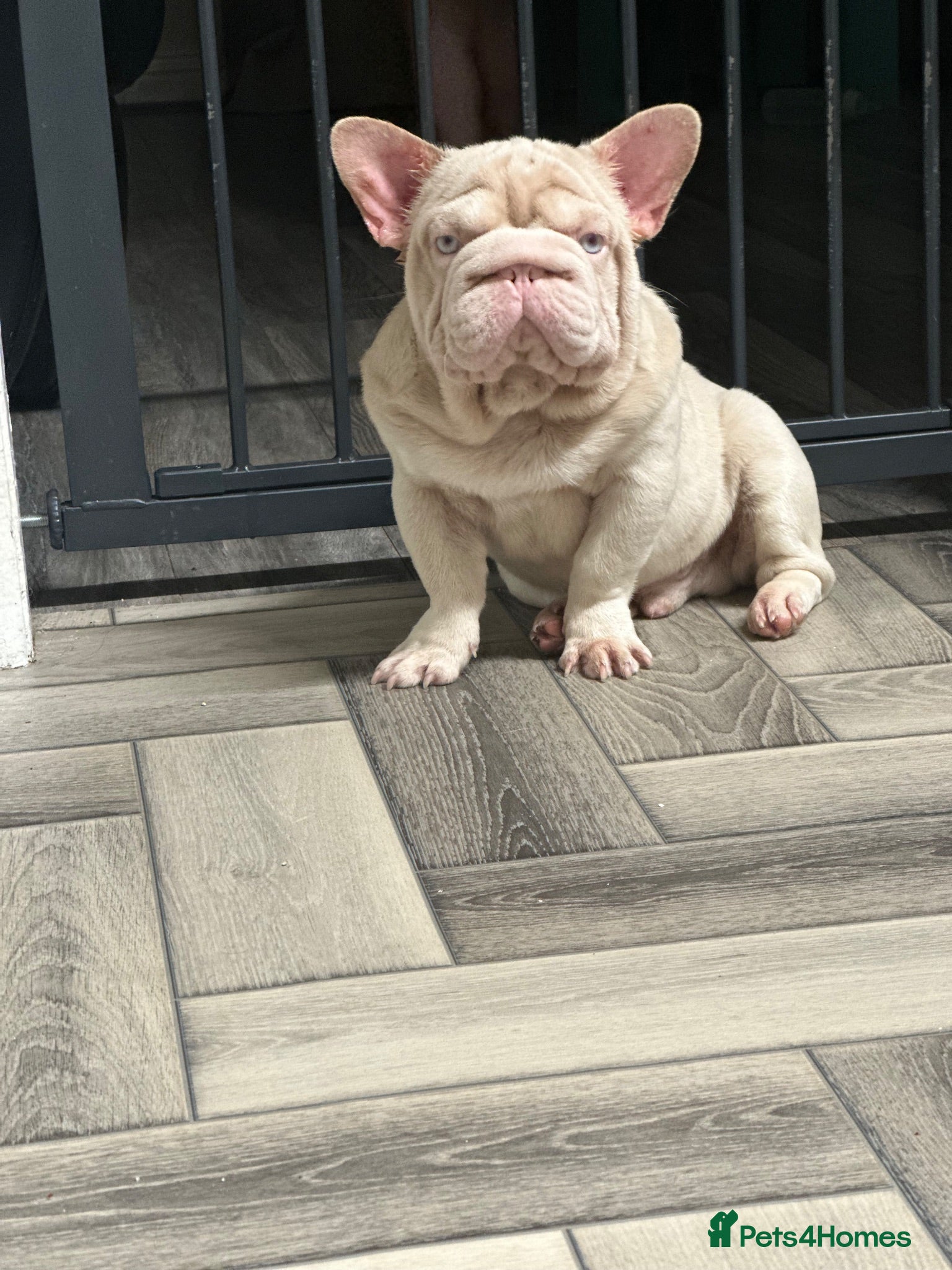 French Bulldog dogs 🚨PINK ACE NINJA🚨  **  PINK MAAJIN BU - Advert 20