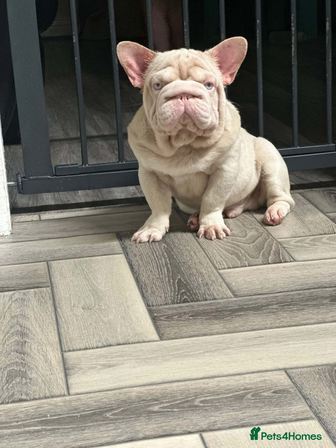 French Bulldog dogs for stud: 🚨PINK ACE NINJA🚨  **  PINK MAAJIN BU - Advert 1