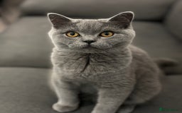 Scottish Fold cats for sale: Scottish Fold Pair ❤️ Must Stay Together! - Image 5