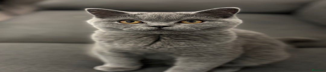 Scottish straight Kitten 2