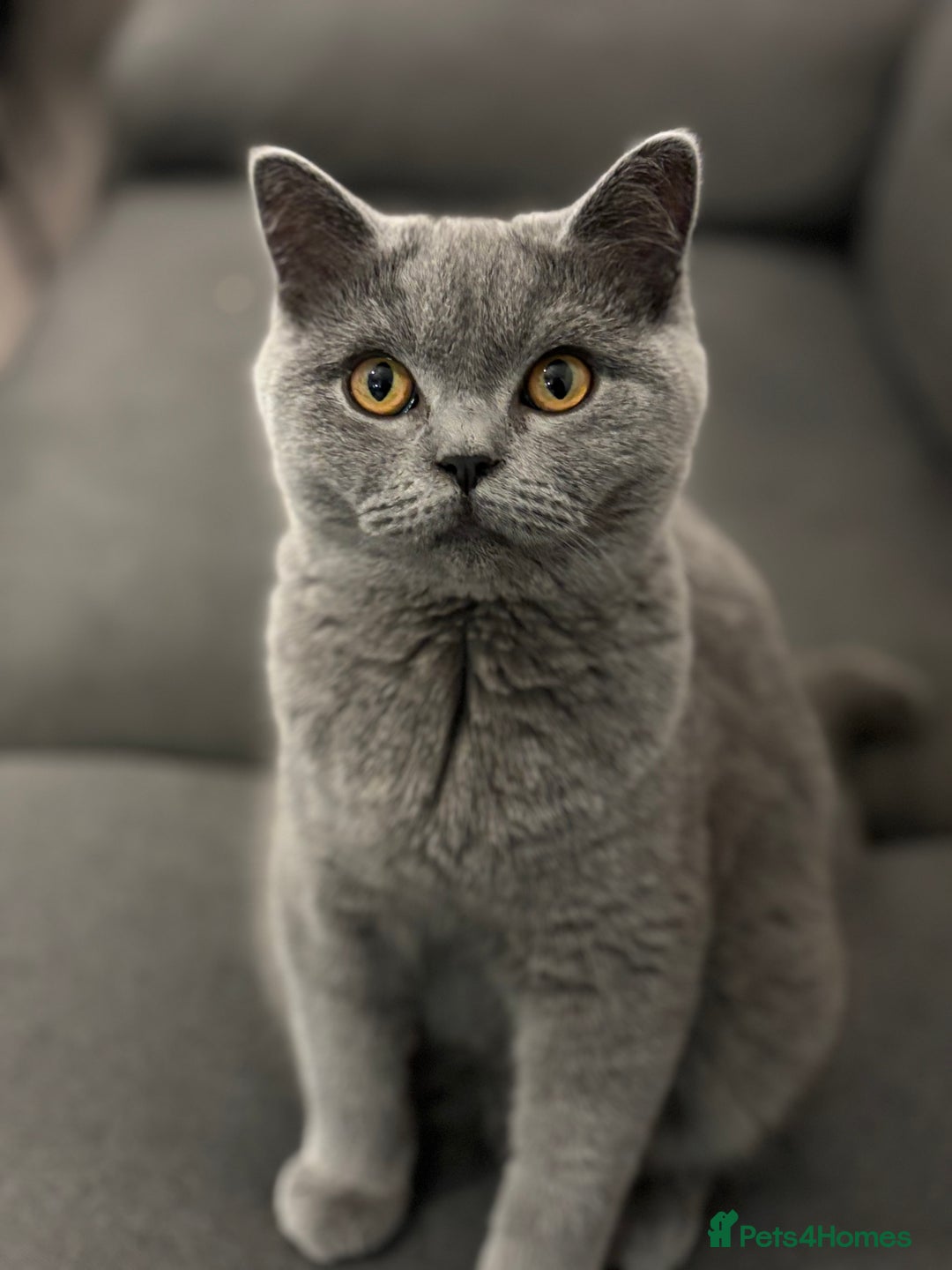Scottish Fold cats for sale: Scottish Fold Pair ❤️ Must Stay Together! - Image 5
