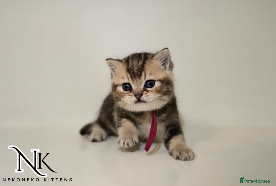 British Shorthair cats for sale: GCCF REGISTERED BSH TEDDY'S 🐻 🧸  - Advert 5