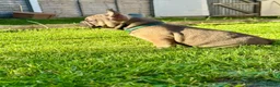 French Bulldog dogs for sale: 🔥Last 2boys French Bulldog ready to leave now🔥 - Advert 14
