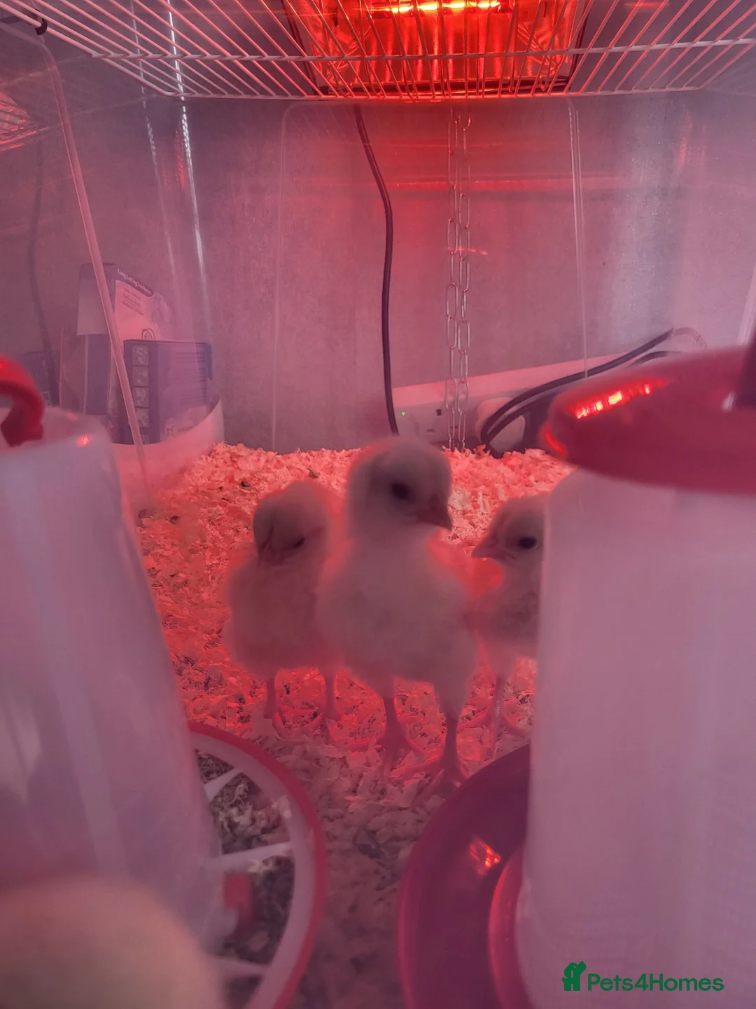 Chickens poultry for sale: White star chicks - Advert 1