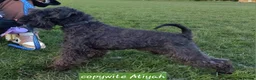 Miniature Schnauzer dogs for stud: CHAMPION SIRED eye/mac clear BLACK BOY AT STUD in Hessle - Advert 4