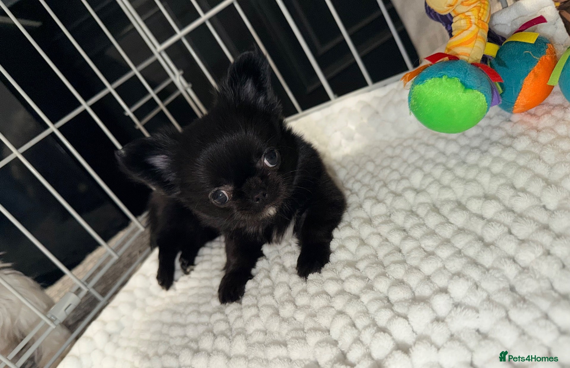 Chihuahua dogs for sale: Long coat chihuahua  - Advert 2