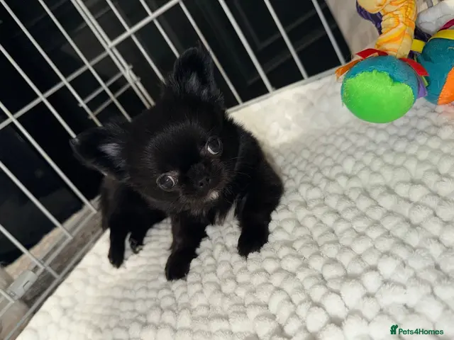 Chihuahua dogs for sale: Long coat chihuahua - Advert 5