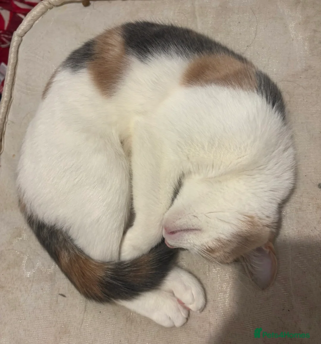Mixed Breed cats for sale: Gorgeous Female Calico Cat - Advert 1