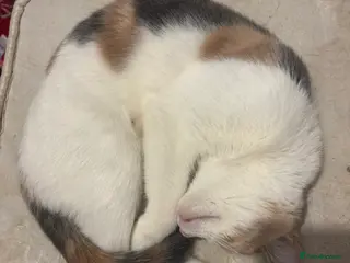 Mixed Breed cats Gorgeous Female Calico Cat - Advert 4