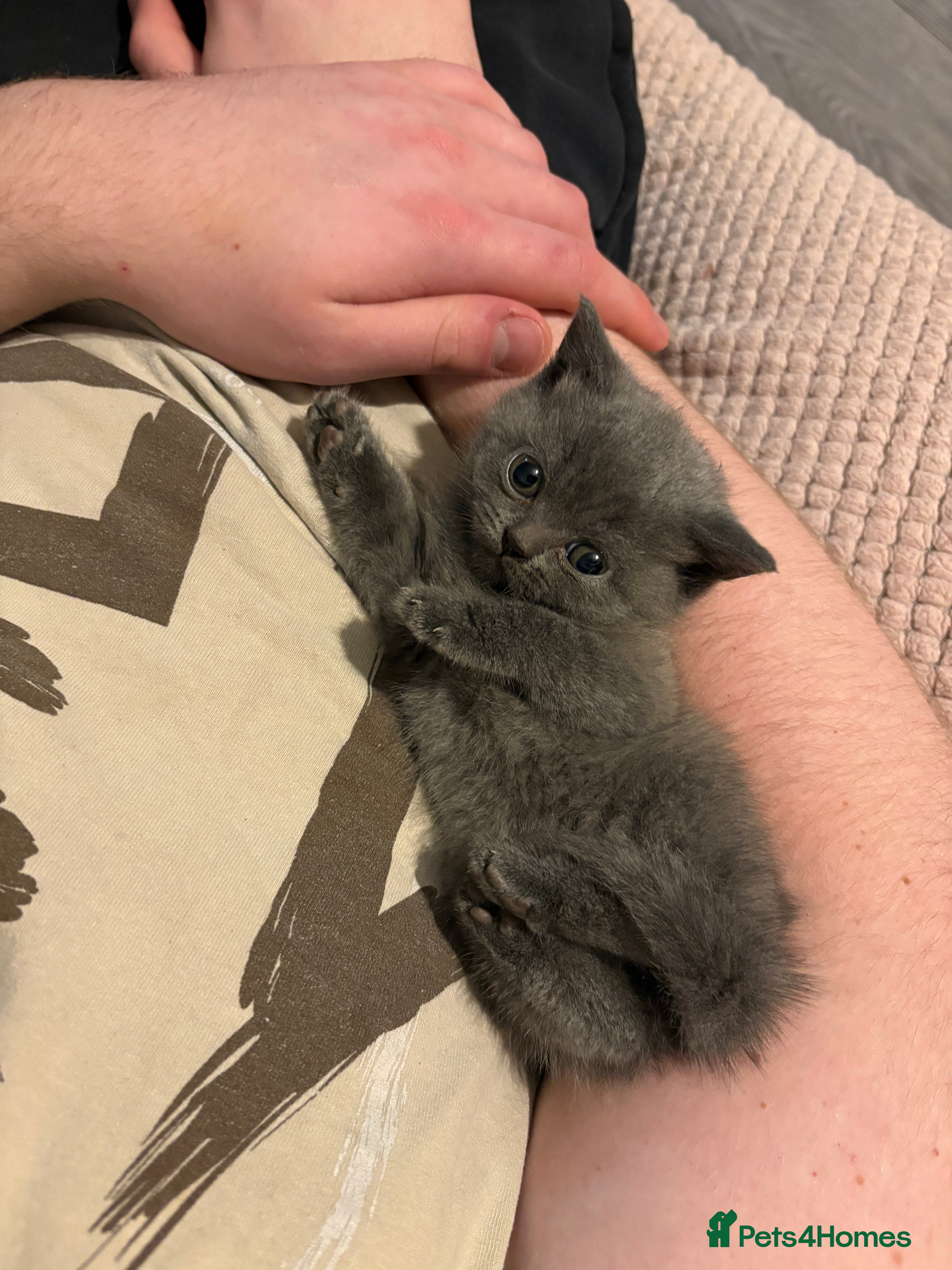 British Shorthair cats British shorthair kittens - Advert 9