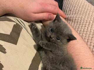 British Shorthair cats British shorthair kittens - Advert 2