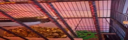 Finches birds for sale: 5 finches and 1 Canary  - Advert 8