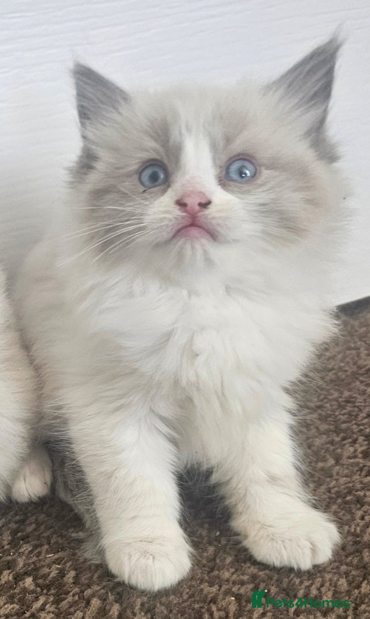 Ragdoll cats READY NOW Adorable pure ragdoll kittens  - Advert 2