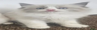 Ragdoll 1