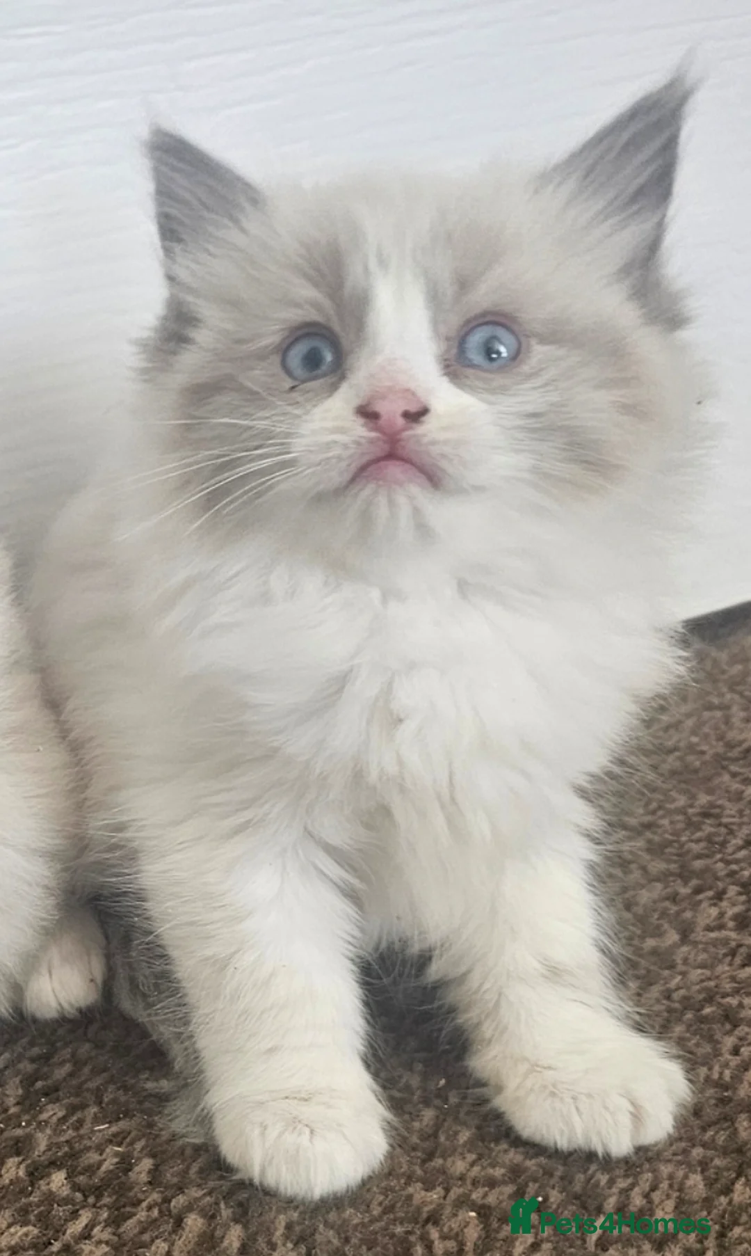 Ragdoll cats for sale: READY NOW Adorable pure ragdoll kittens  in Huddersfield - Advert 2