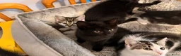 Domestic Shorthair cats for sale: Kittens for sale - Advert 17