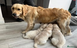 Golden Retriever dogs for stud: Milo - Golden Retriever for stud in Horsham - Image 5