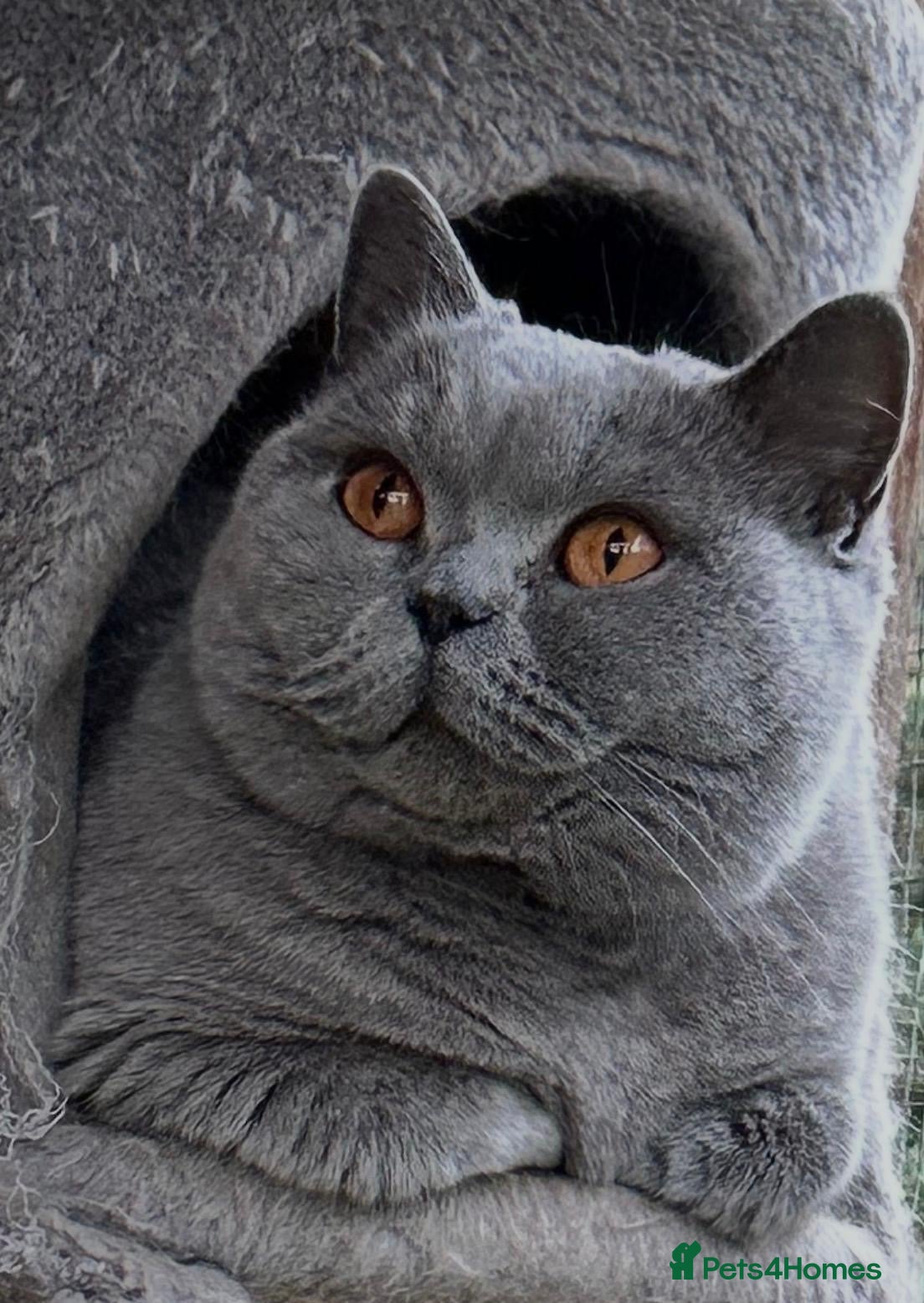 British Shorthair cats GCCF ACTIVE females  - Advert 1