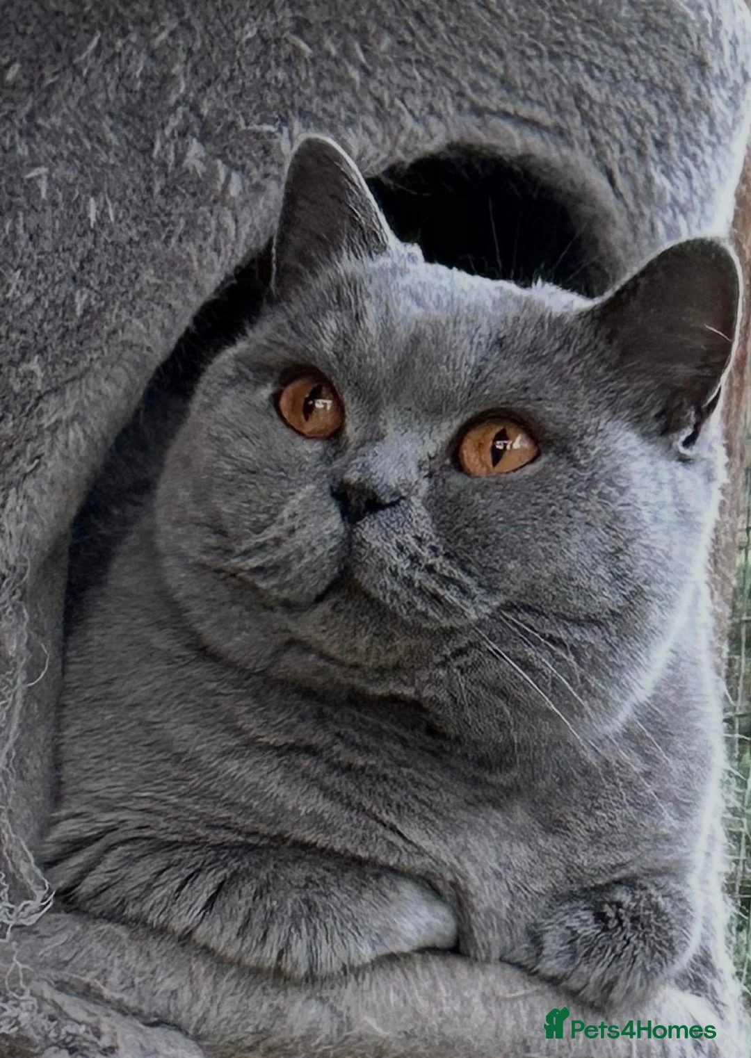 British Shorthair cats for sale: LAST GCCF ACTIVE FEMALE - REDUCED PRICE - Advert 2