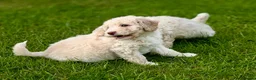 Labradoodle dogs for sale: Labradoodle pups  in Dundee - Advert 4